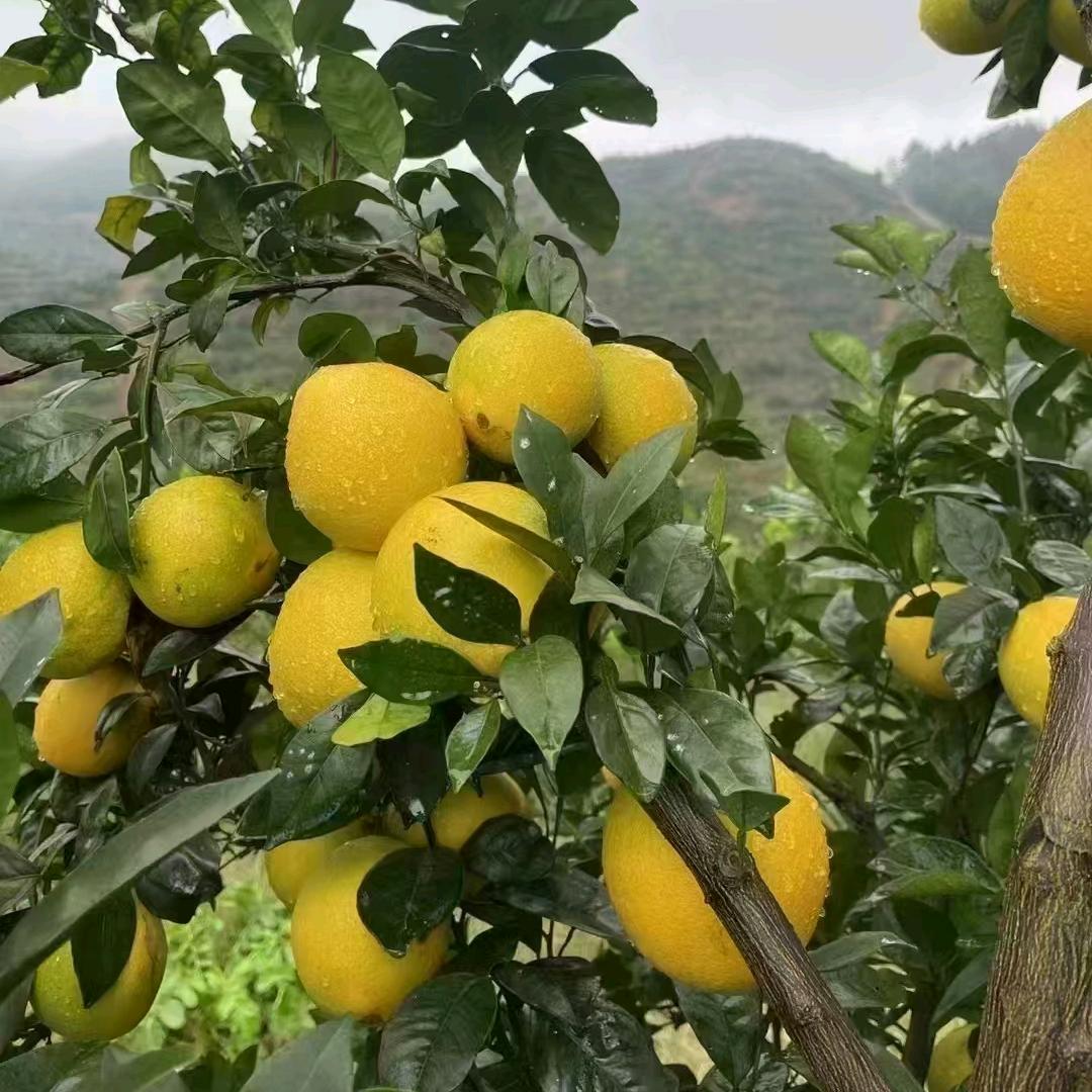 仙人掌