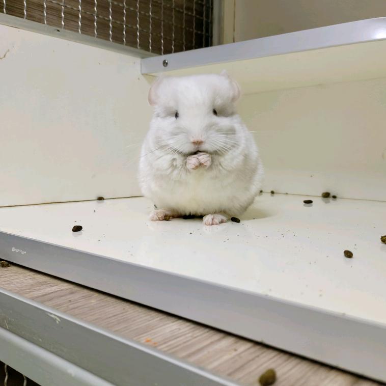 胡宝龙猫小窝