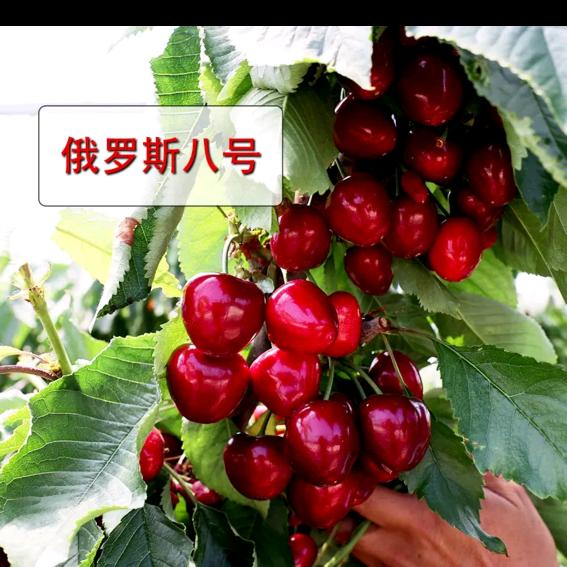 樱桃小新