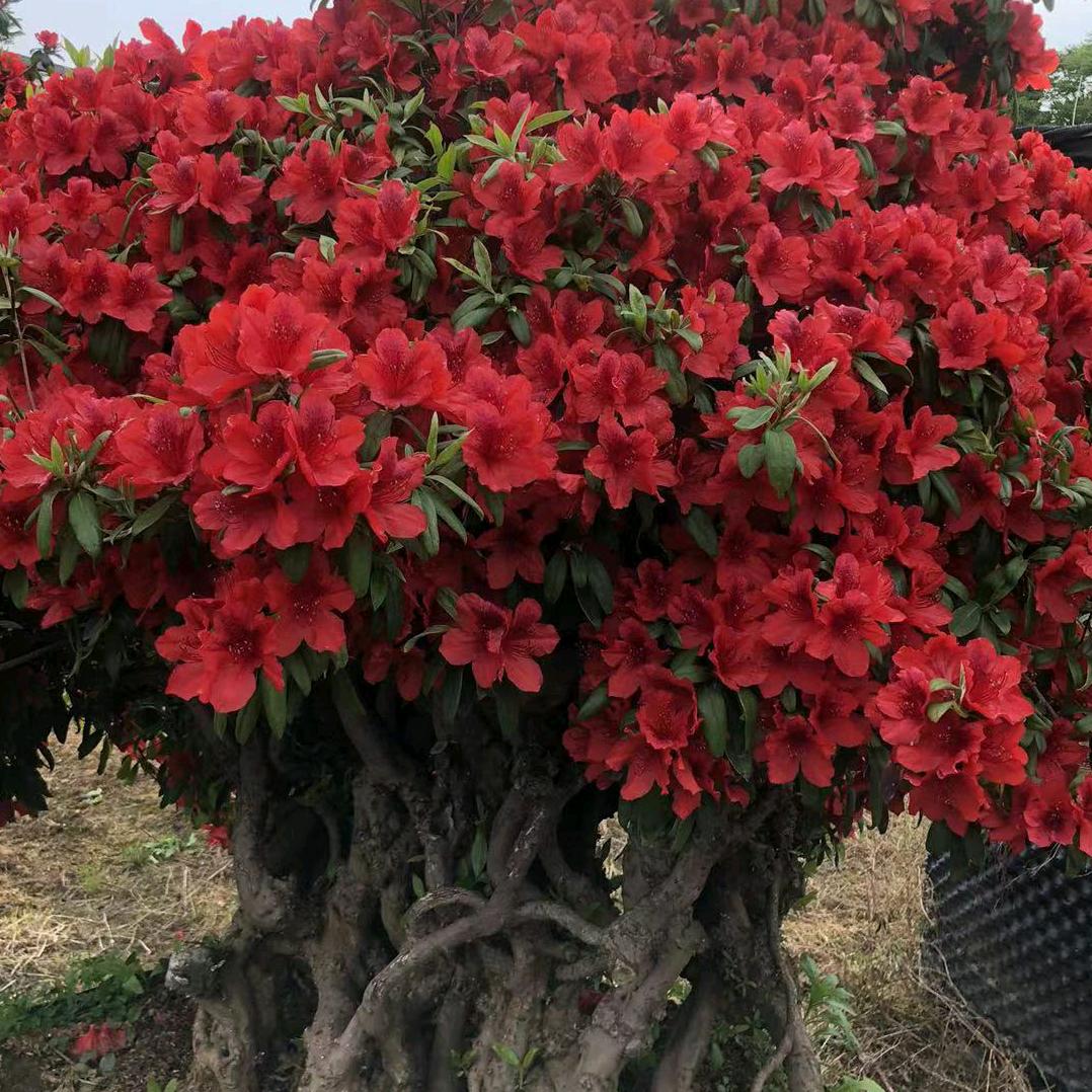 广德德艺盆景种植农场