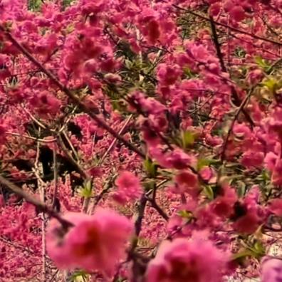 晓花
