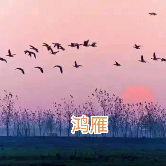鸿雁