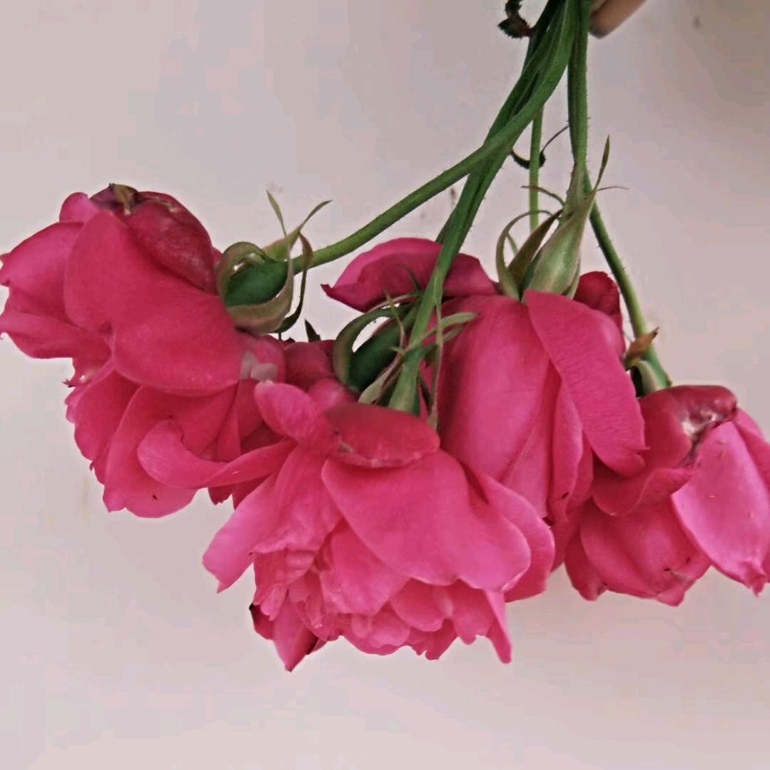 单身妹