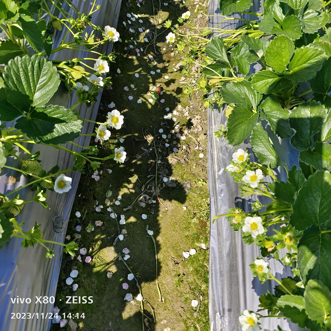 草莓🍓黑哥