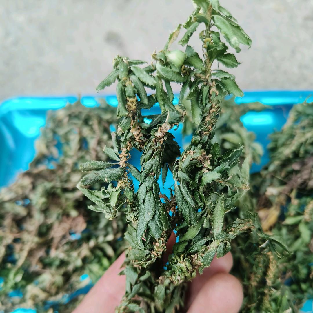 大山本草