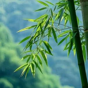 琥珀系