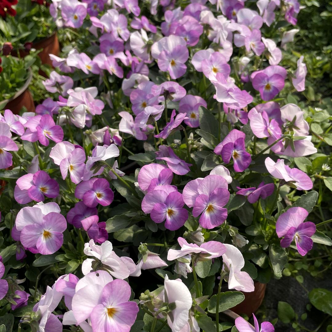 小马家的花