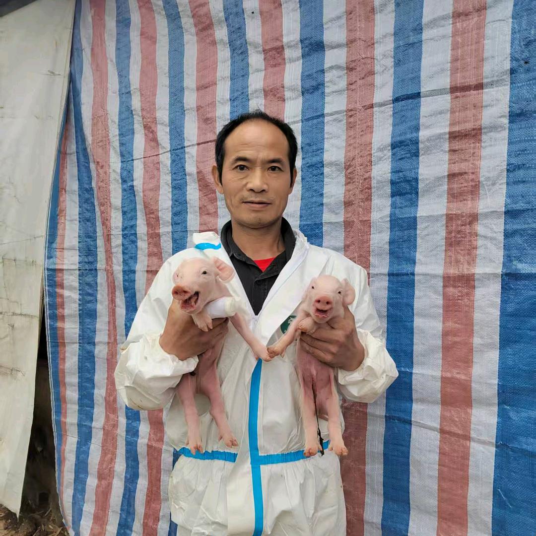 张哥养猪