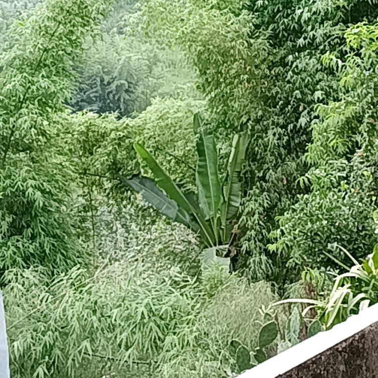 摆摊小鱼