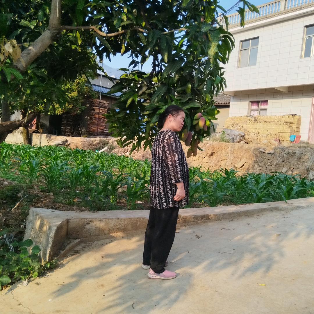小红梅