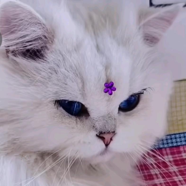 丫丫是只猫
