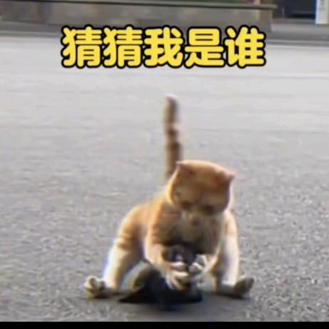 鸡逸氨蒋