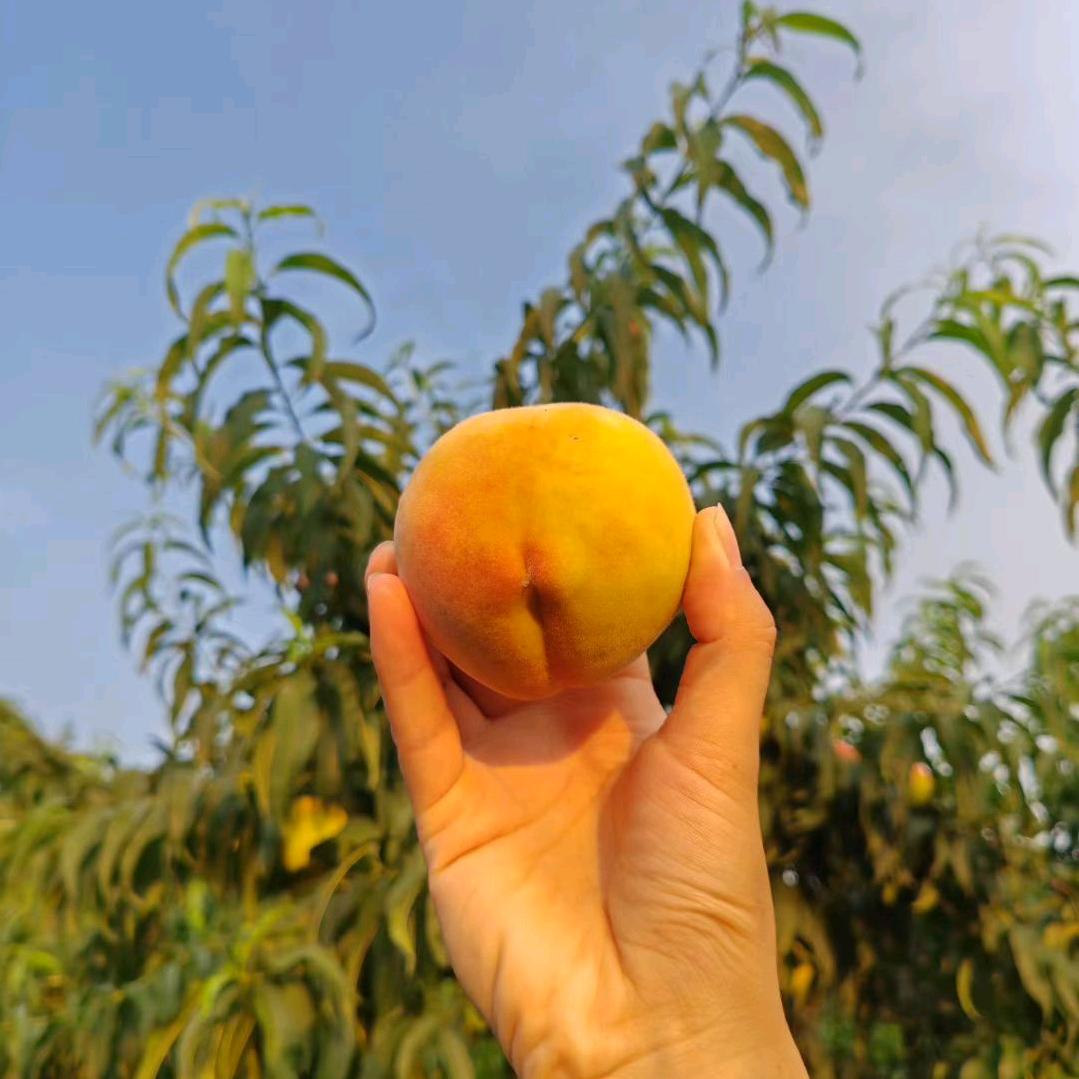 赵玲农鲜坊