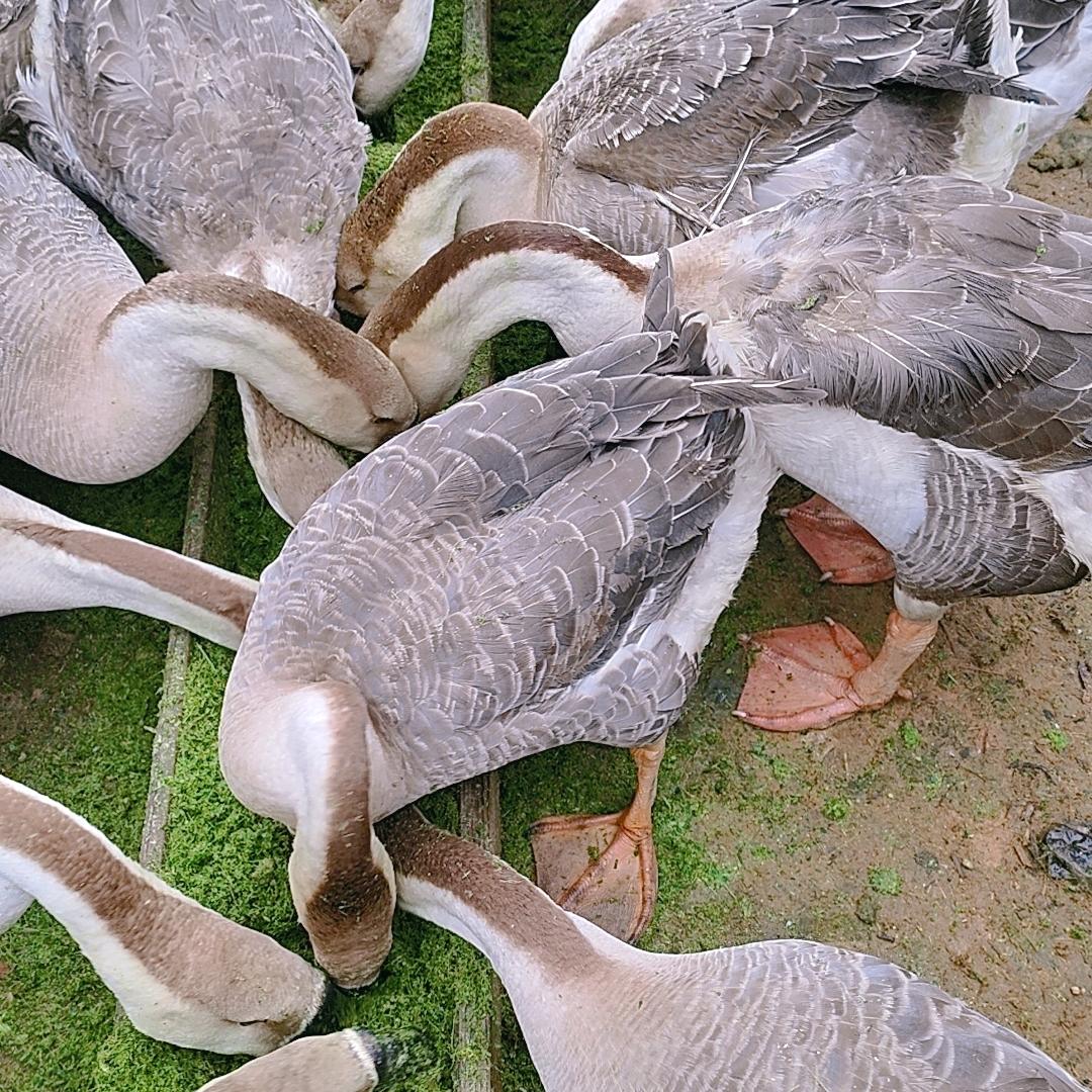 萍儿【牧草养鹅】