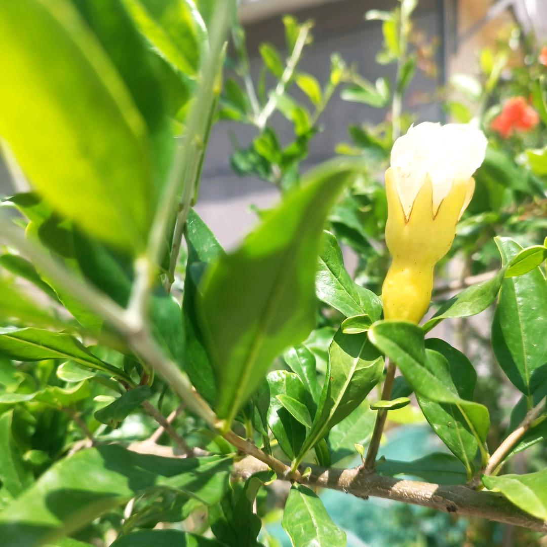 琅琊新风