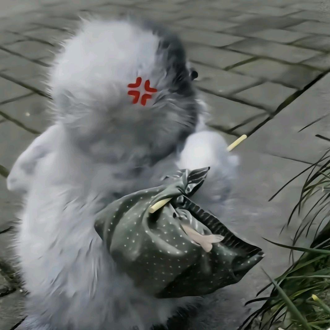 绕月奔走