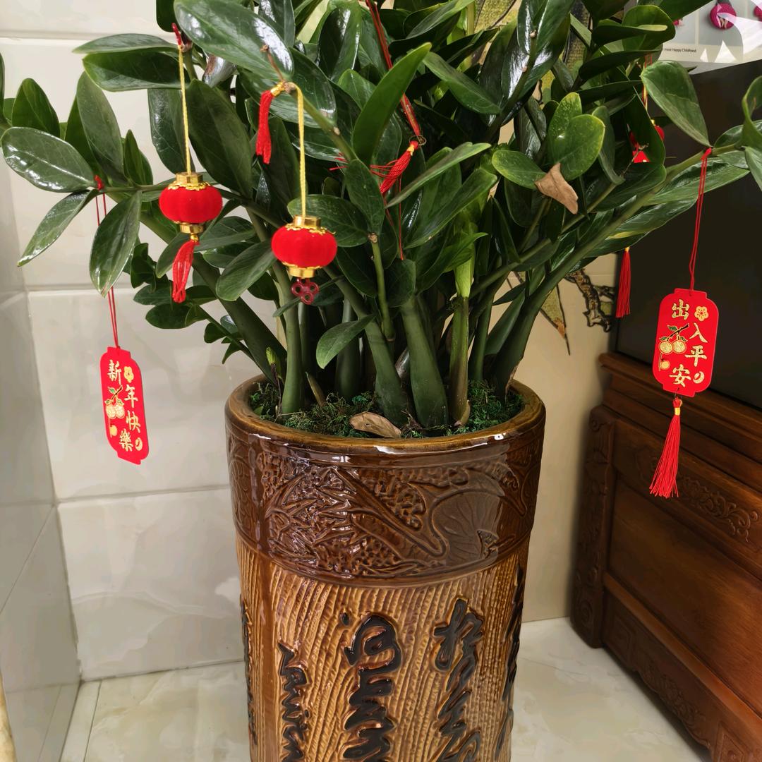 陈文驴驴
