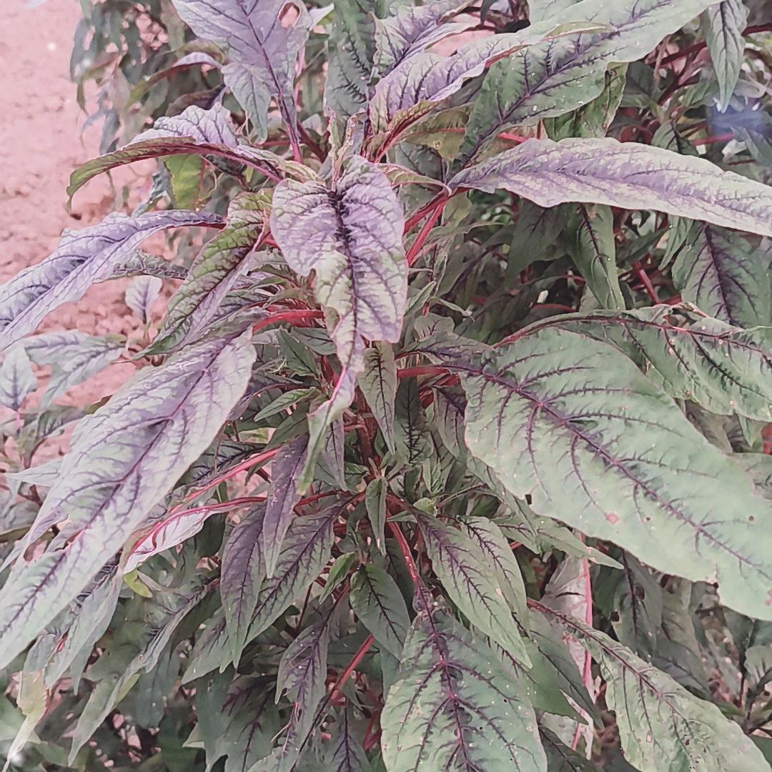 悠悠数码橱窗
