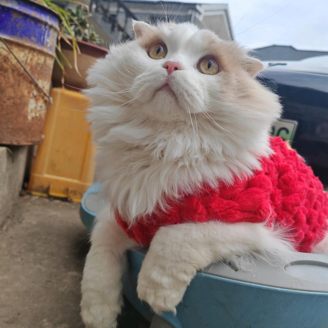 橘白叫臭宝