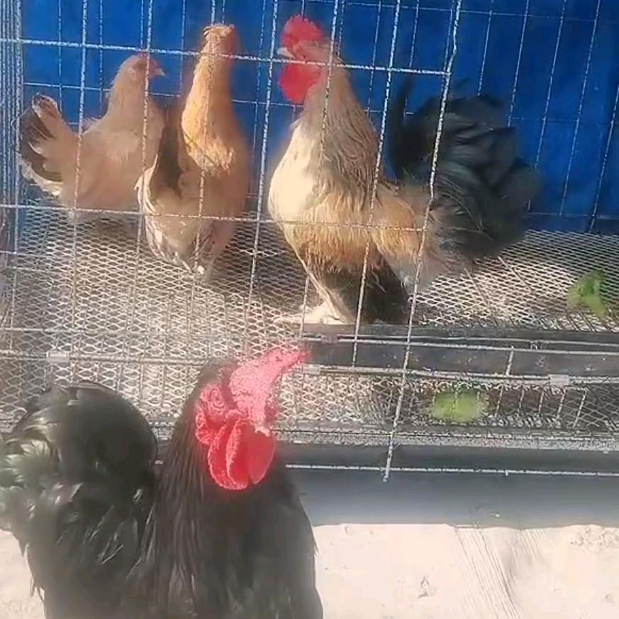敬请期待