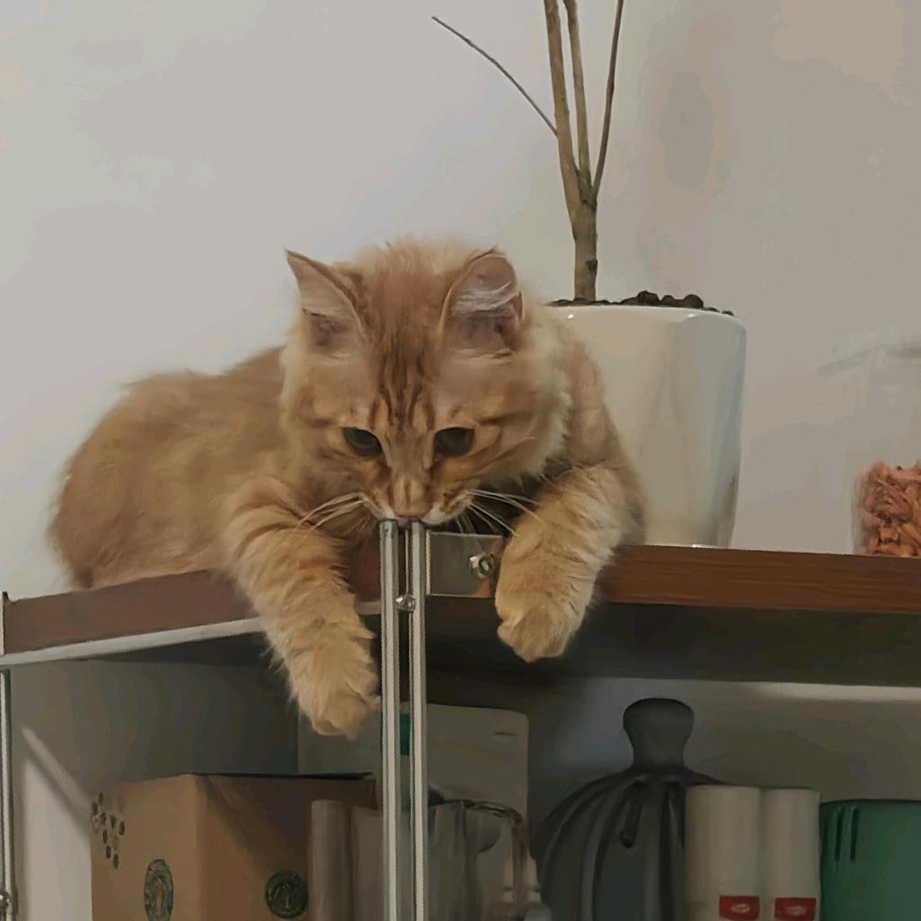 杂货铺