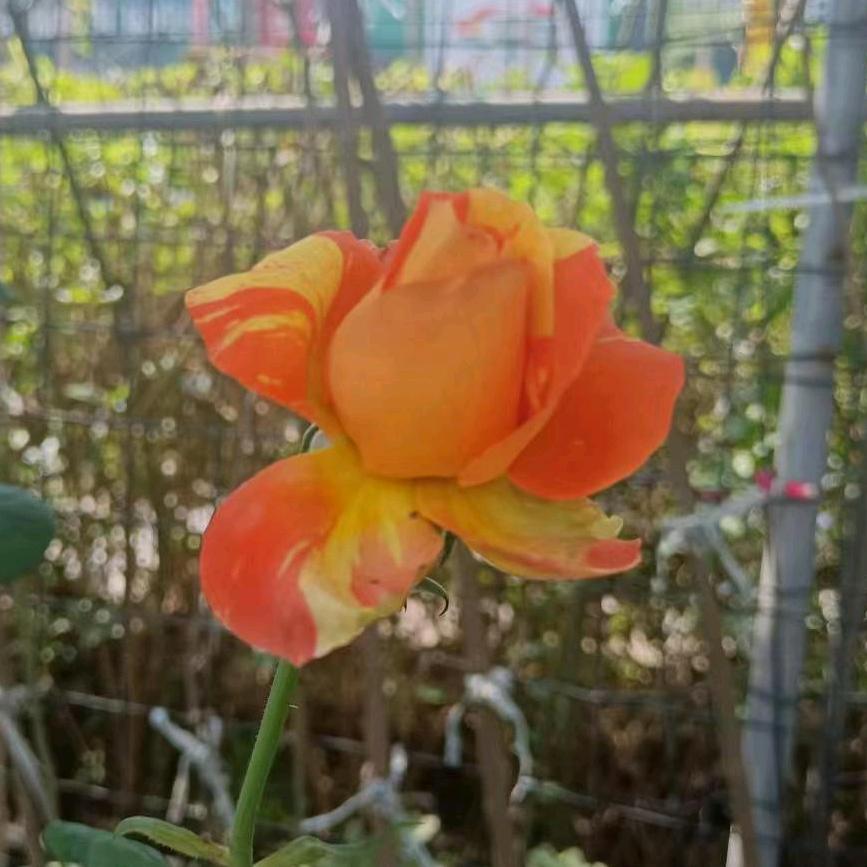 此生更如意