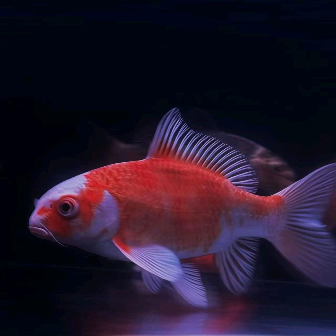 九洲蝴蝶有鲤