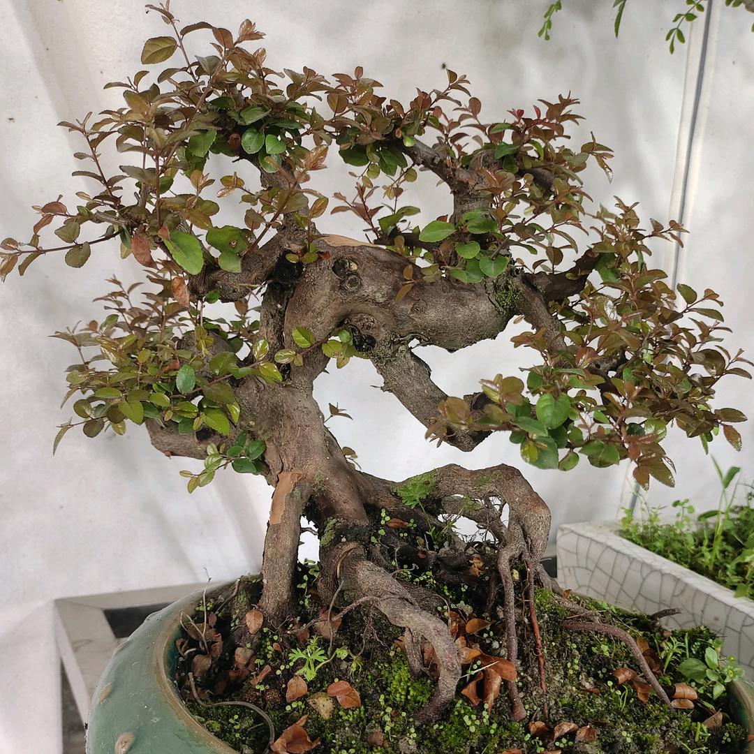 阿华盆景基地