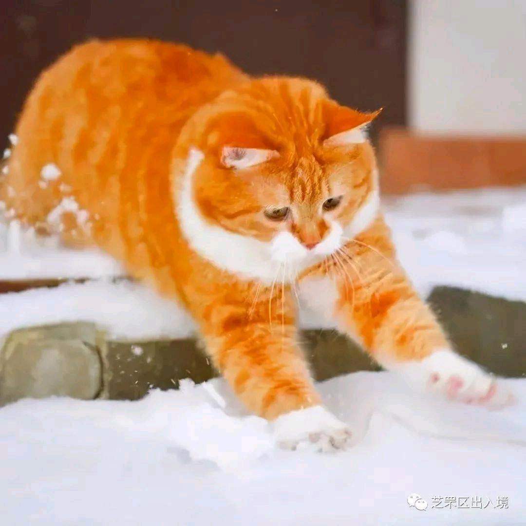 大猫-电商人