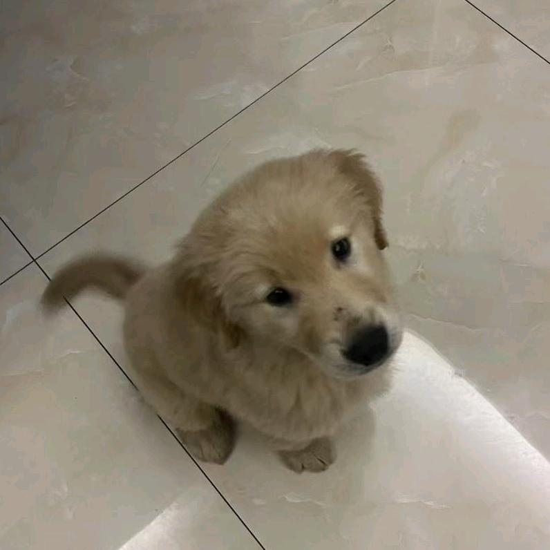 活泼九月小鸡毛