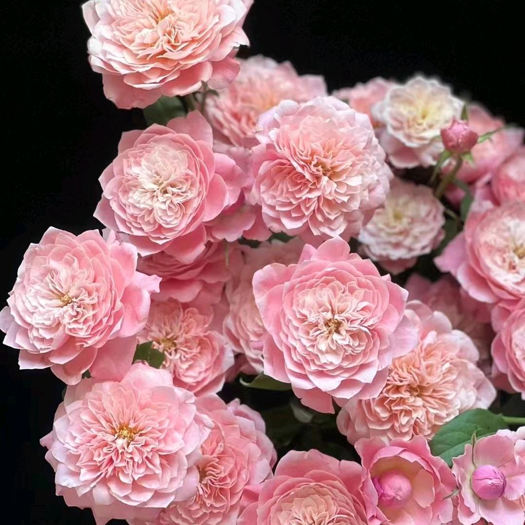 芳菲花卉