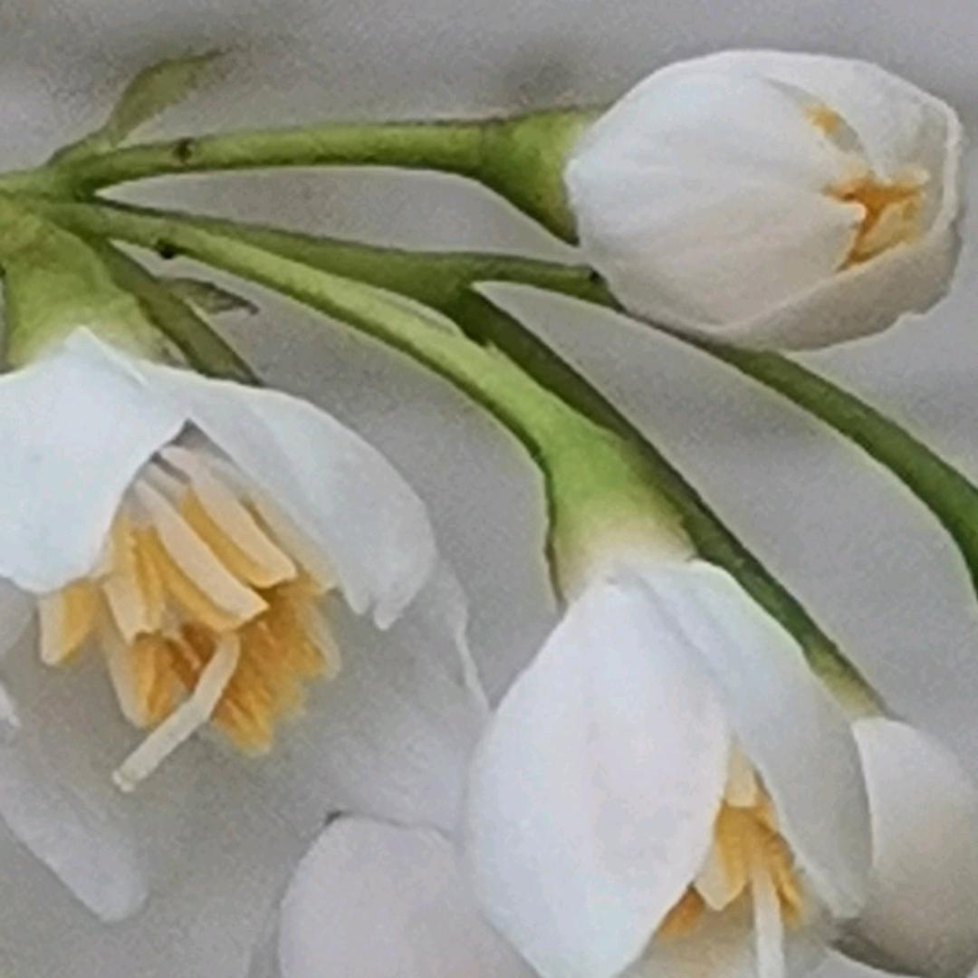 春  暖  花  开