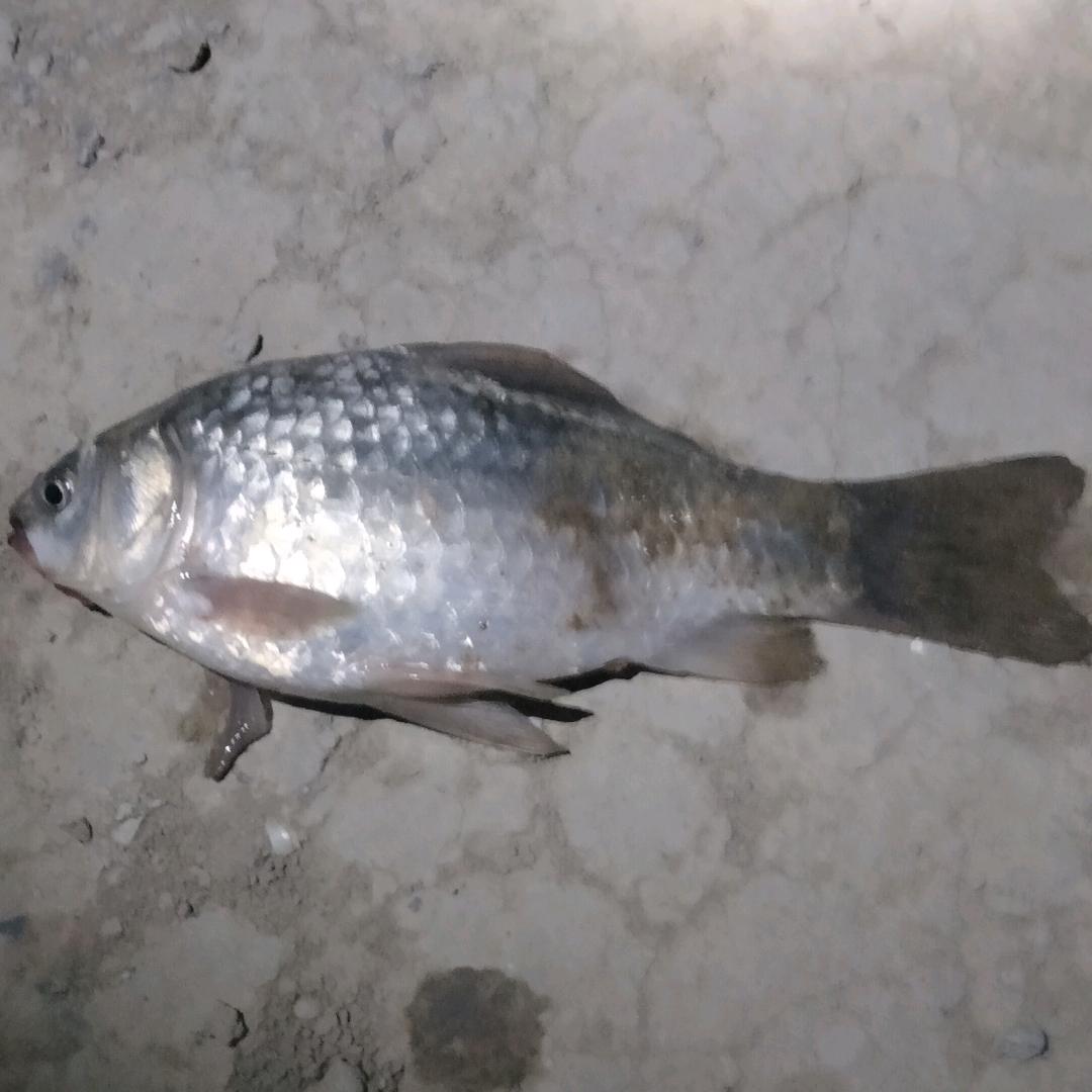 鑫