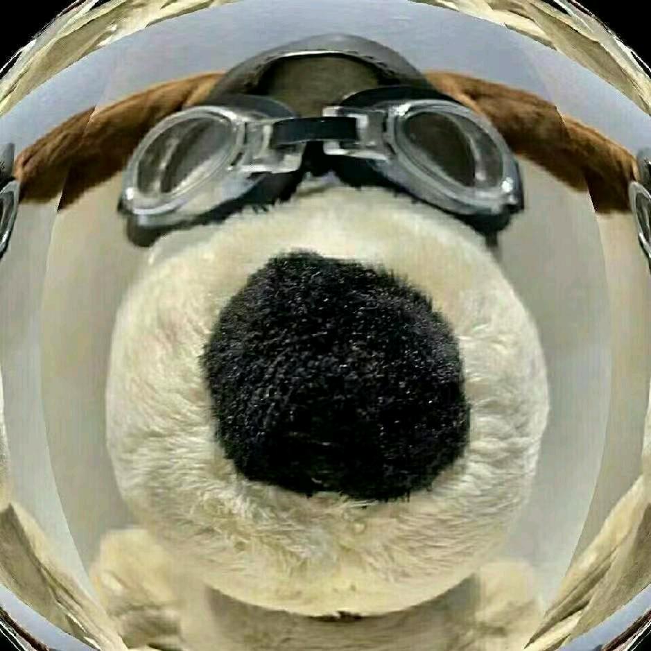 小猪游戏
