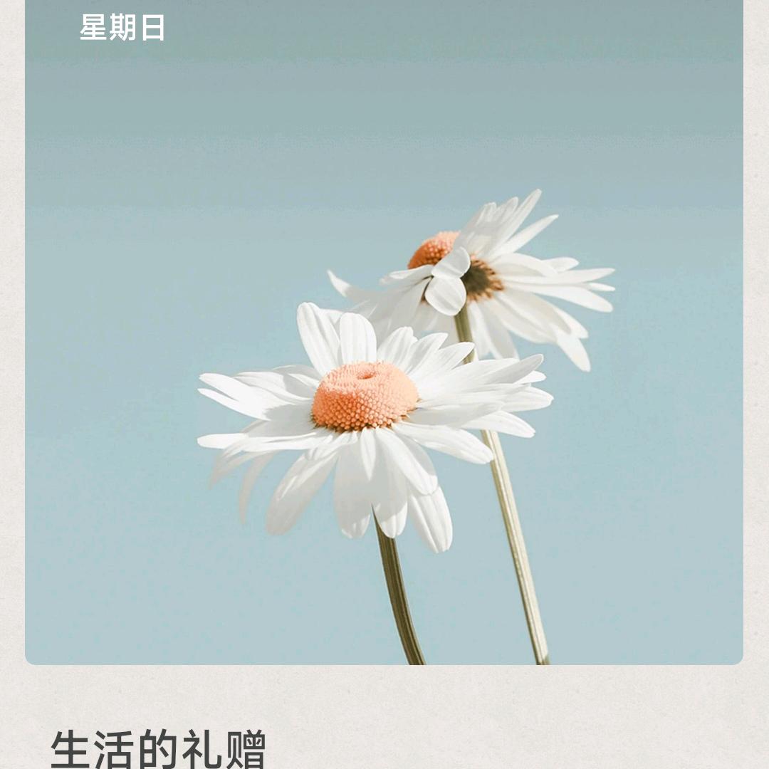 老闫菊花