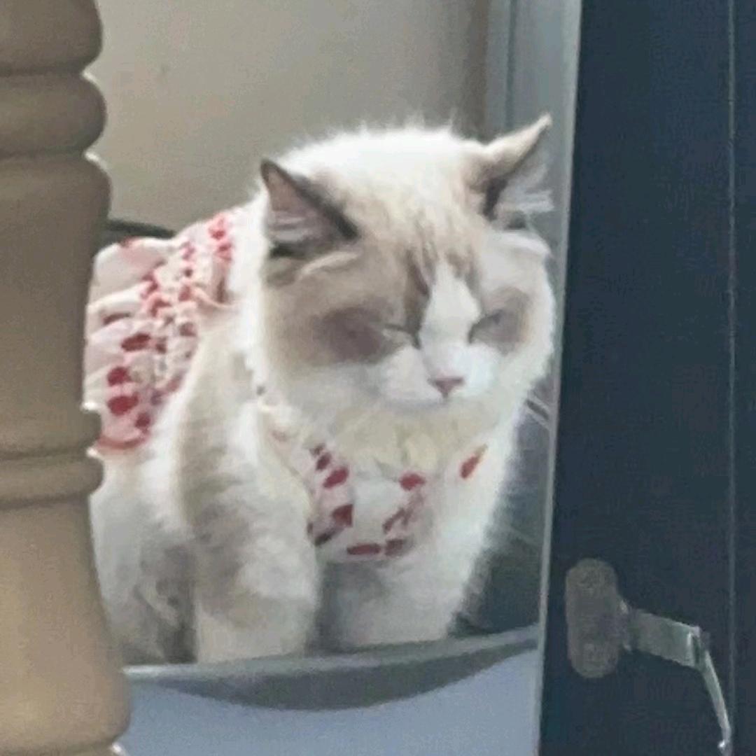 多喵日记😸