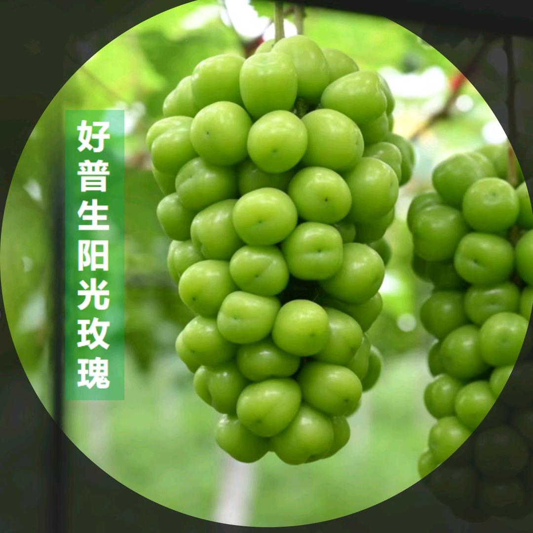 好普生庄园