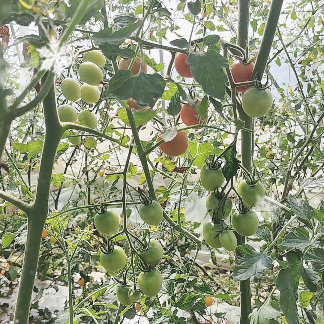 附近直送