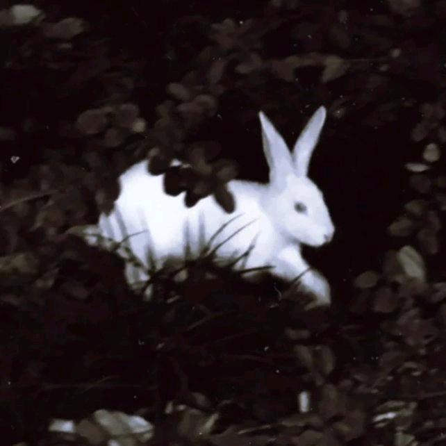热心皮蛋
