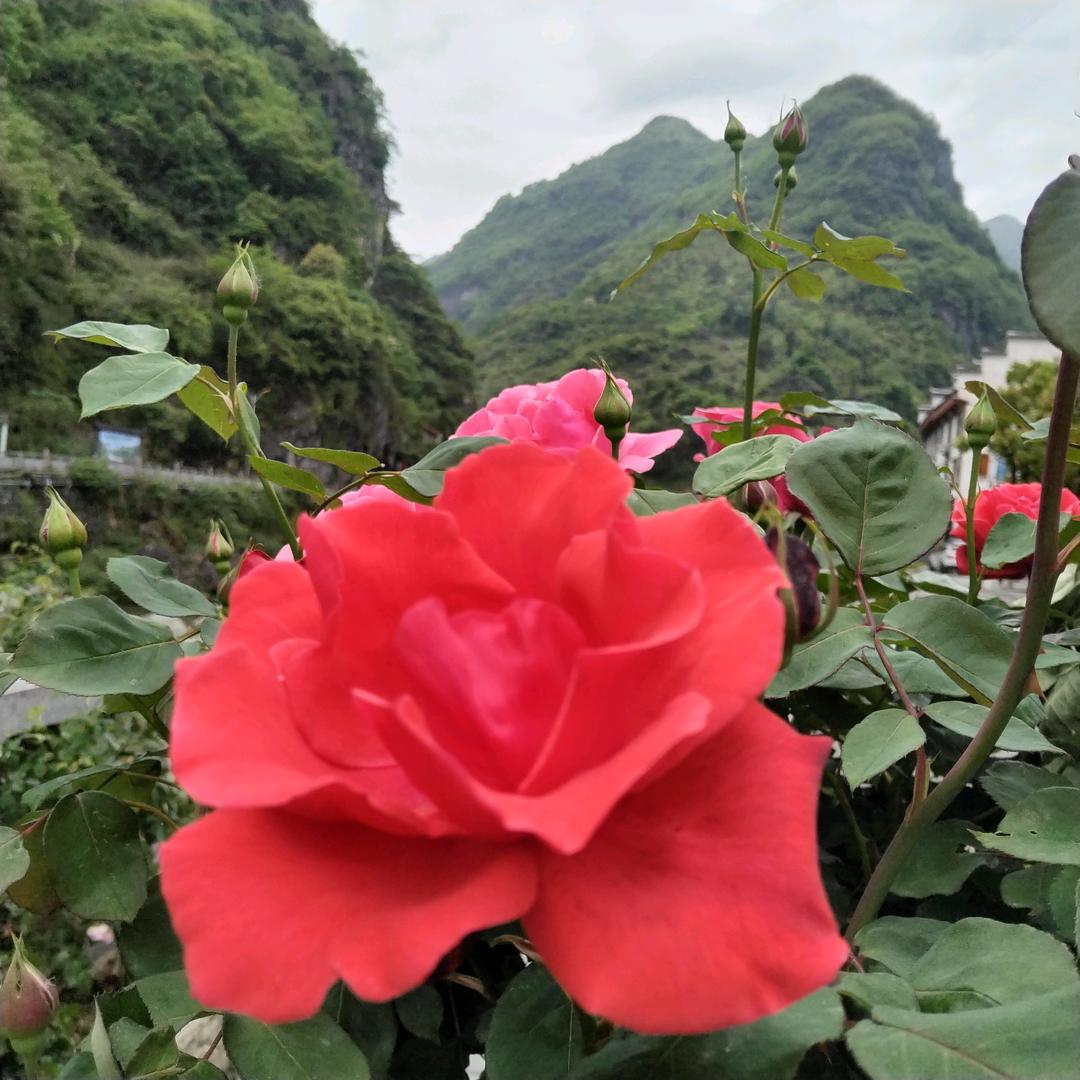 火山芳芳
