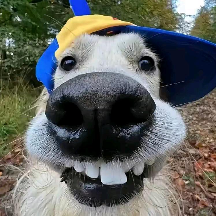 vv