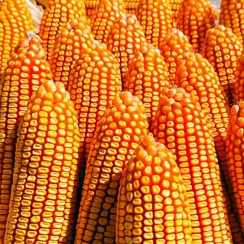 🌽玉米妹🔥