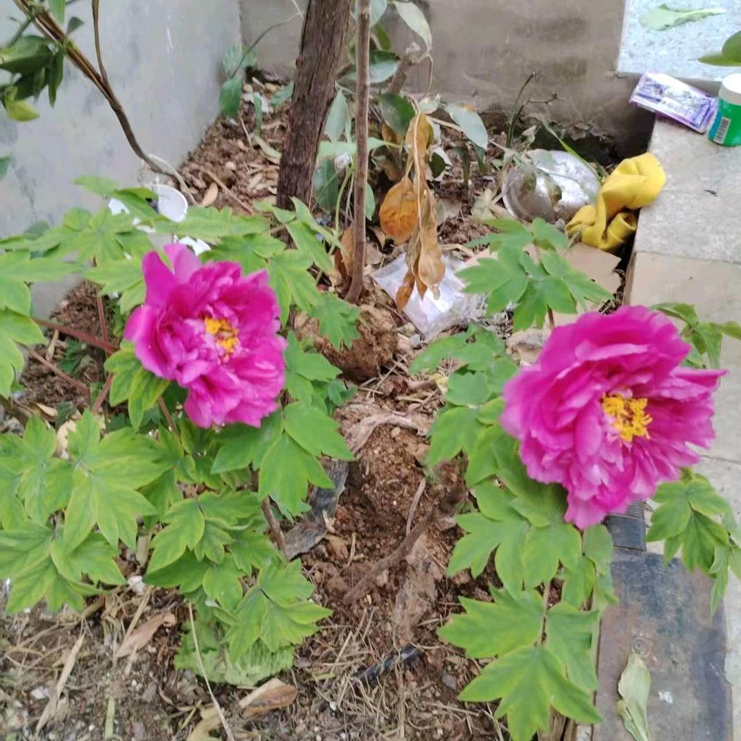 蜀豫