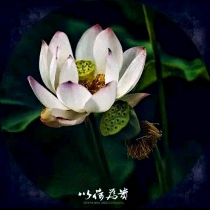 雅洁