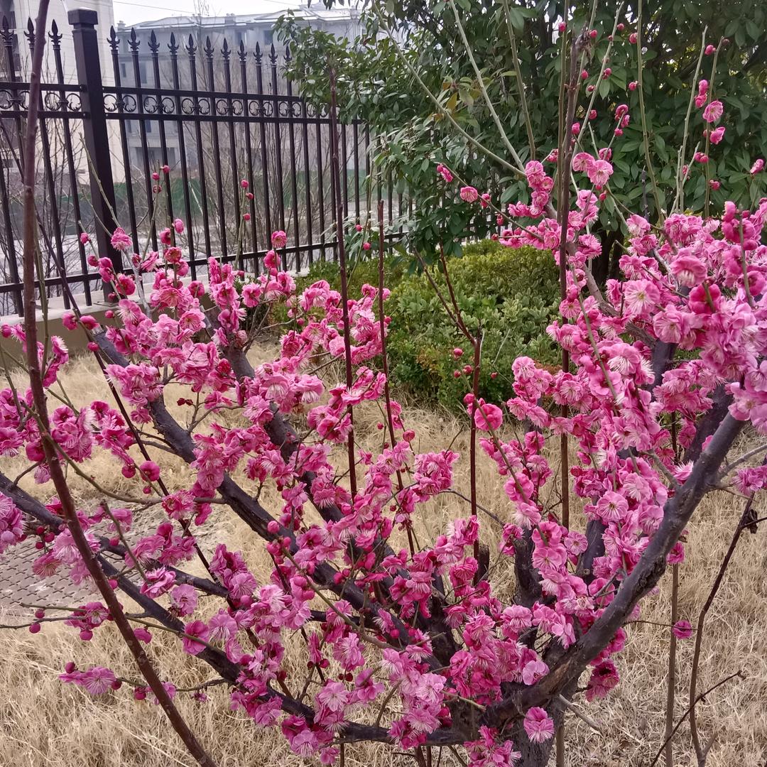 幸福的佩奇
