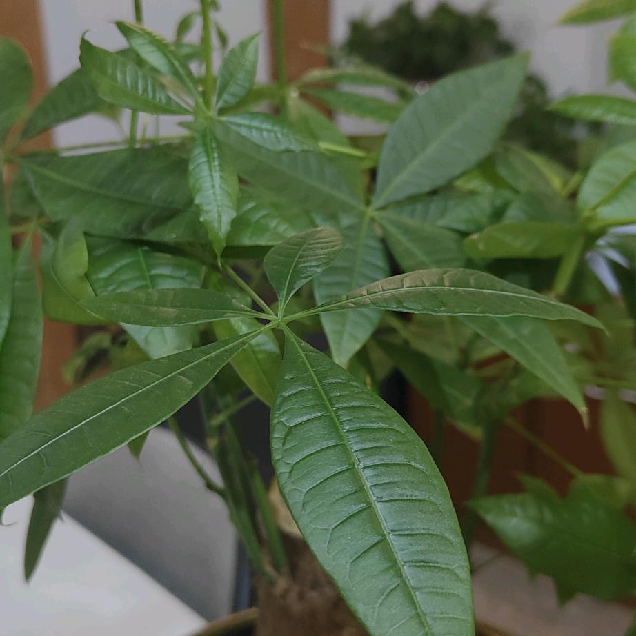 夏草