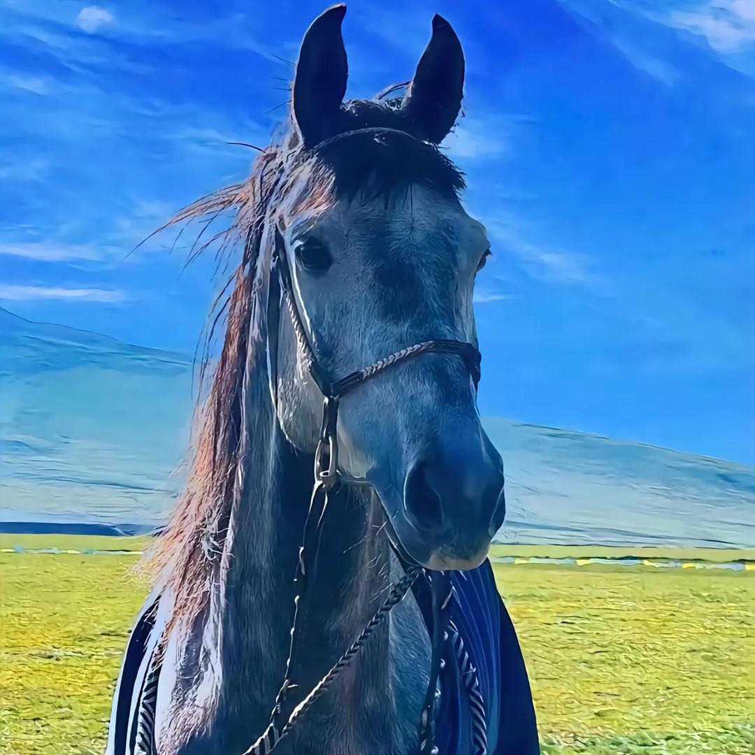 ༒བོད❤️‍🔥࿐ཏ་དགའ༒🐎