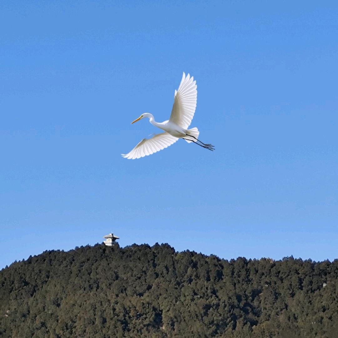 青山白鹭