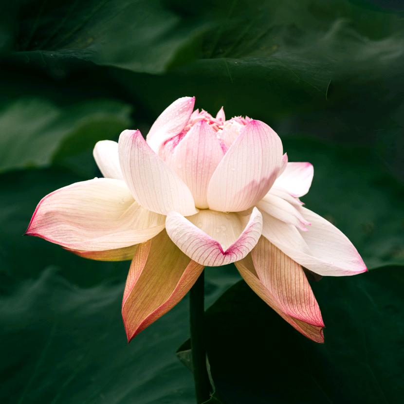 油焖大虾