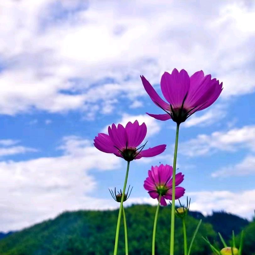 幺妹（请勿连赞）